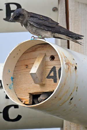 Purple Martin